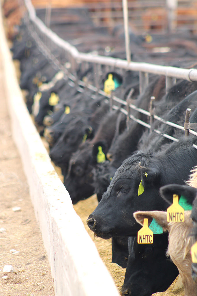 Cattle and Feed